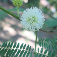 Leucéna à tête blanche, Graine de lin, Faux-acacia