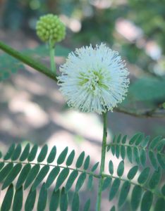 leucaena-leucophala-dsc04134