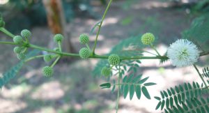 leucaena-leucophala-dsc04135