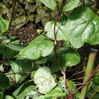 Baselle blanche, Epinard de Malabar