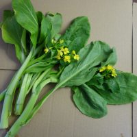 Choy sum, Chou chinois fleuri, Chou cantonnais, Brocoli chinois