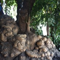 Raisinier dioïque, Bélombra de Lisbonne