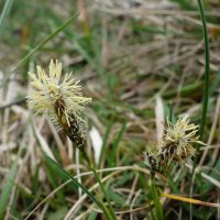 Laîche du printemps