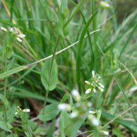 Tabouret perfolié, Monnoyère à feuilles embrassantes