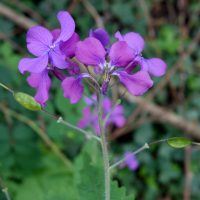 Lunaire annuelle, Monnaie du Pape, Herbe aux écus