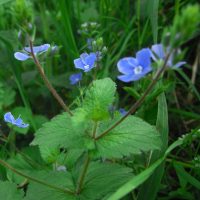 Véronique petit chêne