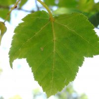 Érable jaspé de gris, Érable à feuilles de vigne