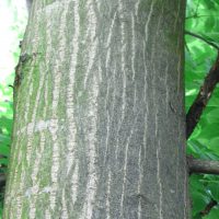 Érable de Cappadoce, Érable de Colchide