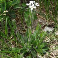 Arabette hérissée, Arabette poilue