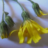 Épervière des murs