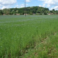 Lin cultivé, Lin commun, Lin textile, Lin oléagineux