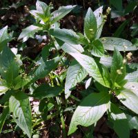 Mercuriale vivace, Mercuriale des montagnes