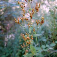 Millepertuis des montagnes