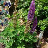 Lupin de Russel Horticole