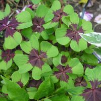 Oxalis à 4 folioles, Faux-trèfle à quatre feuilles