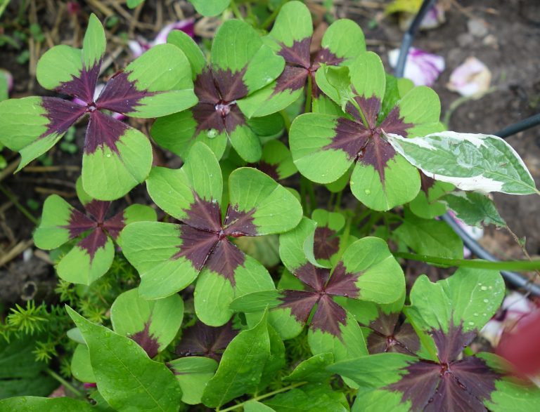 Trouver Le Trèfle Pourpre à Quatre Feuilles