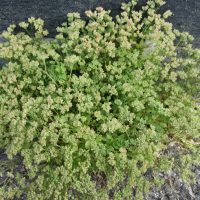 Polycarpon à feuilles par quatre