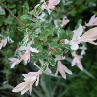 Saule intégra, Saule crevette, Saule « Fuiji Nishiki »