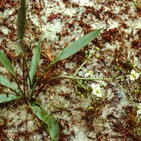 Plantain d’eau à feuilles lancéolées