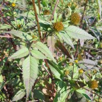 Bident feuillu, Bident à fruits noirs