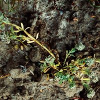 Corrigiole des rives, Courroyette des rives