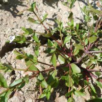 Lindernie fausse gratiole