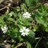 Stellaire aquatique, Malachie aquatique, Myosoton aquatique, Ceraiste aquatique