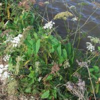 Peucédan des marais