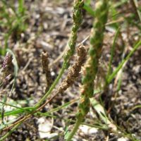 Plantain corne-de-cerf, Plantain pied-de-corbeau