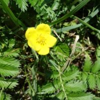 Potentille ansérine, Argentine, Herbe aux oies