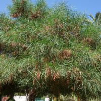 Acacia à feuilles de saule, Golden wattle