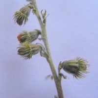 Aigremoine eupatoire, Francormier