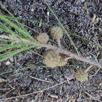 Filao à feuilles de prêle, Casuarine à feuilles de prêle, Bois de fer