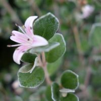 Correa blanc, Arbre à thé