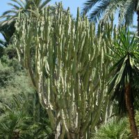 Euphorbe candélabre