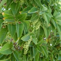 Phytolaque dioïque, Bélombra