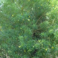 Laurier jaune, Thévétie du Pérou, Oléandre jaune, Bois de la tête Cabot