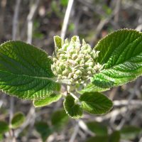 Viorne lantane, Mancienne, Viorne cotonneuse