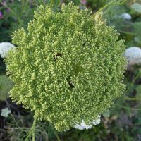 Herbe-aux-cure-dents, Herbe-aux-gencives, Visnage fausse carotte, «Nokha » , Bouchnikha, Petit Ammi, « Kella »