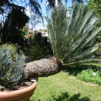 Encephalartos de Lehmann, Encephalartos lehmanii