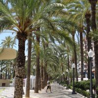 Ficus Alicante,monument naturel