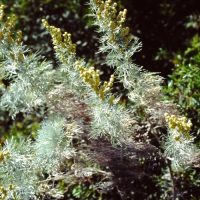 Armoise pontique, Absinthe romaine, Petite Absinthe, Absinthe du Pont-Euxin