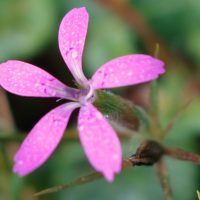 Œillet arméria, Œillet velu, Œillet à bouquets,  Armoirie
