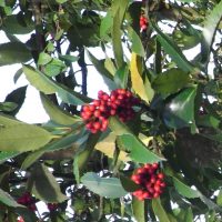 Houx à feuilles de châtaignier, Houx de Koehne