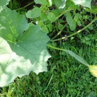 Luffa éponge végétale, Luffa d’Égypte, Patole, Courge-torchon