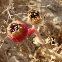 Ficoïde diamant, Mésembryanthème à cristaux, Brède glaciale, Pourpier glacial