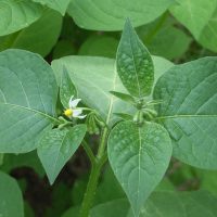 Morelle noire d’Amérique, Brède morelle, Herbe à calalou
