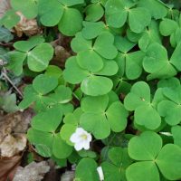Oxalis petite oseille, Pain de coucou, Surelle, Oseille de Pâque