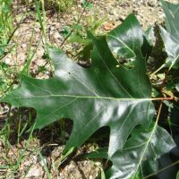 Chêne rouge d’Amérique