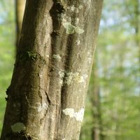 Charme commun, Charmille